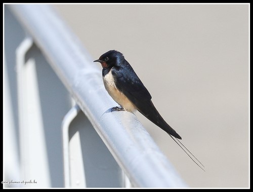Hirondelle rustique